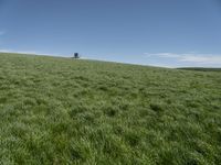 a horse grazing in the middle of a field of green grass with a tower in the back