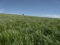 a horse grazing in the middle of a field of green grass with a tower in the back