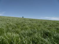 a horse grazing in the middle of a field of green grass with a tower in the back