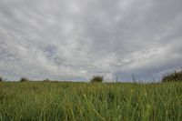 Green Grass and Bushes: An Open Space for Agriculture