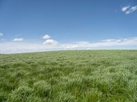 a field of green grass with clouds and a blue sky in the background above it