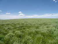 a field of green grass with clouds and a blue sky in the background above it