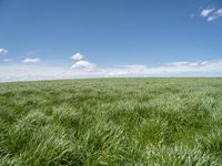 a field of green grass with clouds and a blue sky in the background above it