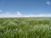 a field of green grass with clouds and a blue sky in the background above it