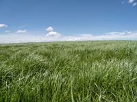 a field of green grass with clouds and a blue sky in the background above it