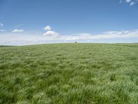 a field of green grass with clouds and a blue sky in the background above it