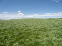 a field of green grass with clouds and a blue sky in the background above it