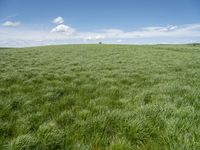 a field of green grass with clouds and a blue sky in the background above it