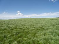 a field of green grass with clouds and a blue sky in the background above it