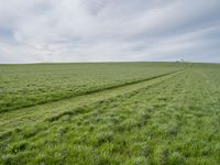 green grass that appears to be in a field under cloudy skies with trees, and tracks