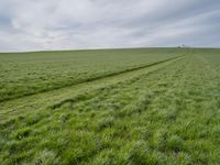 green grass that appears to be in a field under cloudy skies with trees, and tracks
