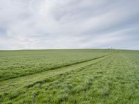 green grass that appears to be in a field under cloudy skies with trees, and tracks