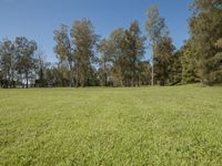 a field of green grass next to some forest trees in the distance with no one on top