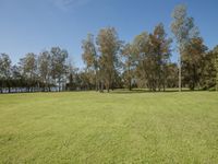 a field of green grass next to some forest trees in the distance with no one on top