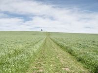 the trail goes through a grassy green field with a lone house in the distance,