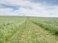 the trail goes through a grassy green field with a lone house in the distance,