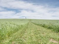 the trail goes through a grassy green field with a lone house in the distance,