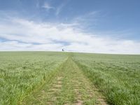 the trail goes through a grassy green field with a lone house in the distance,