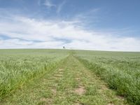 the trail goes through a grassy green field with a lone house in the distance,