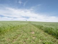 the trail goes through a grassy green field with a lone house in the distance,