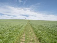 the trail goes through a grassy green field with a lone house in the distance,