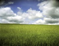a field filled with lots of green grass under a cloudy sky and blue skies with white clouds