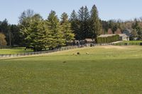 Green Grass Fields in the Ontario Countryside