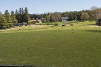 Green Grass Fields in the Ontario Countryside