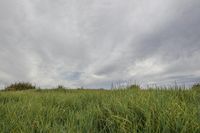 tall grass on a hillside under a cloudy sky with a lone tree in the foreground