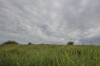 tall grass on a hillside under a cloudy sky with a lone tree in the foreground