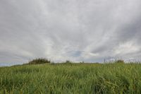 an elephant standing in the tall green grass on a cloudy day, with a person sitting underneath the fence