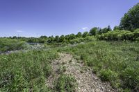 a field filled with lots of green grass and flowers next to a river and forest