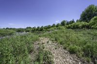 a field filled with lots of green grass and flowers next to a river and forest