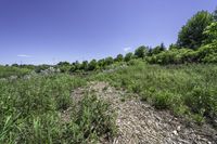 a field filled with lots of green grass and flowers next to a river and forest