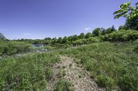 a field filled with lots of green grass and flowers next to a river and forest