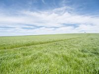 green grassy field with man walking across the middle in distance between 2 wide lines of footprints