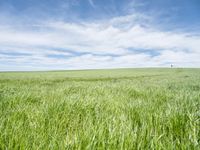 green grassy field with man walking across the middle in distance between 2 wide lines of footprints