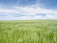 green grassy field with man walking across the middle in distance between 2 wide lines of footprints