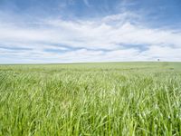 green grassy field with man walking across the middle in distance between 2 wide lines of footprints