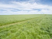 green grassy field with man walking across the middle in distance between 2 wide lines of footprints