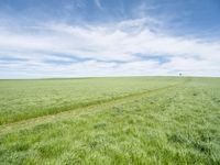 green grassy field with man walking across the middle in distance between 2 wide lines of footprints