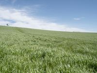 a green hill with a lone tree on it's top, sitting in the grass