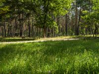 a forest with some green grass near dirt road and trees on the other side and bushes all around it