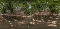 a tree line, covered in dirt and a bench under a canopy of trees, at the end of a trail