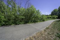 a paved path through the woods on a sunny day, with a line of bushes lining both sides