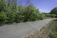 a paved path through the woods on a sunny day, with a line of bushes lining both sides