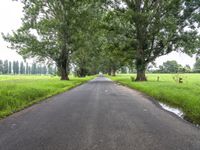 Green Landscape Road in Australia