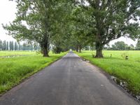 Green Landscape Road in Australia