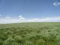 a field of grass on a sunny day with clouds in the sky in the background