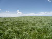 a field of grass on a sunny day with clouds in the sky in the background